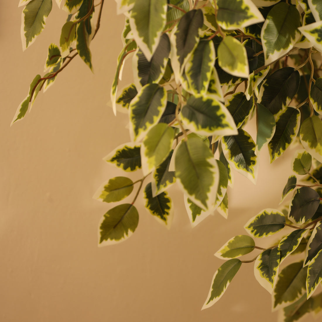 Faux Variegated Ficus Bonsai, 5.5 feet