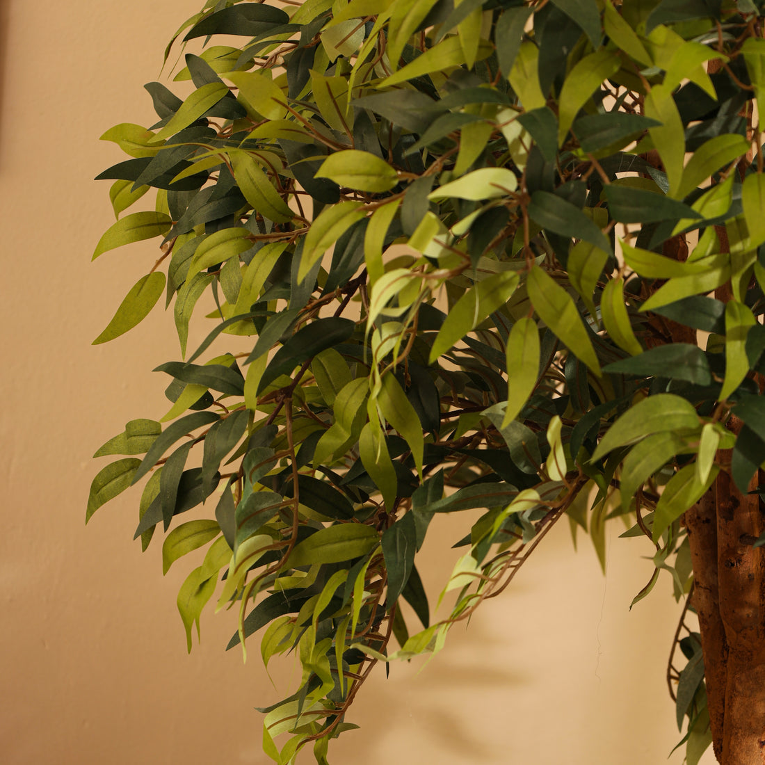 Faux Ficus Bonsai, 5.5 feet (Style B)