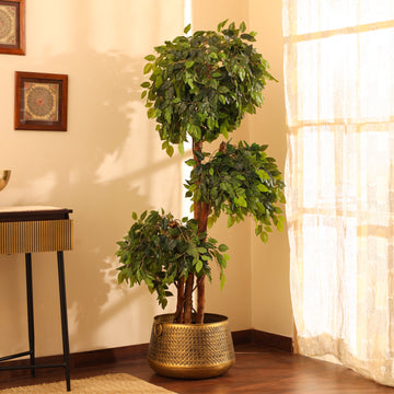 Faux Ficus Bonsai, 5.5 feet