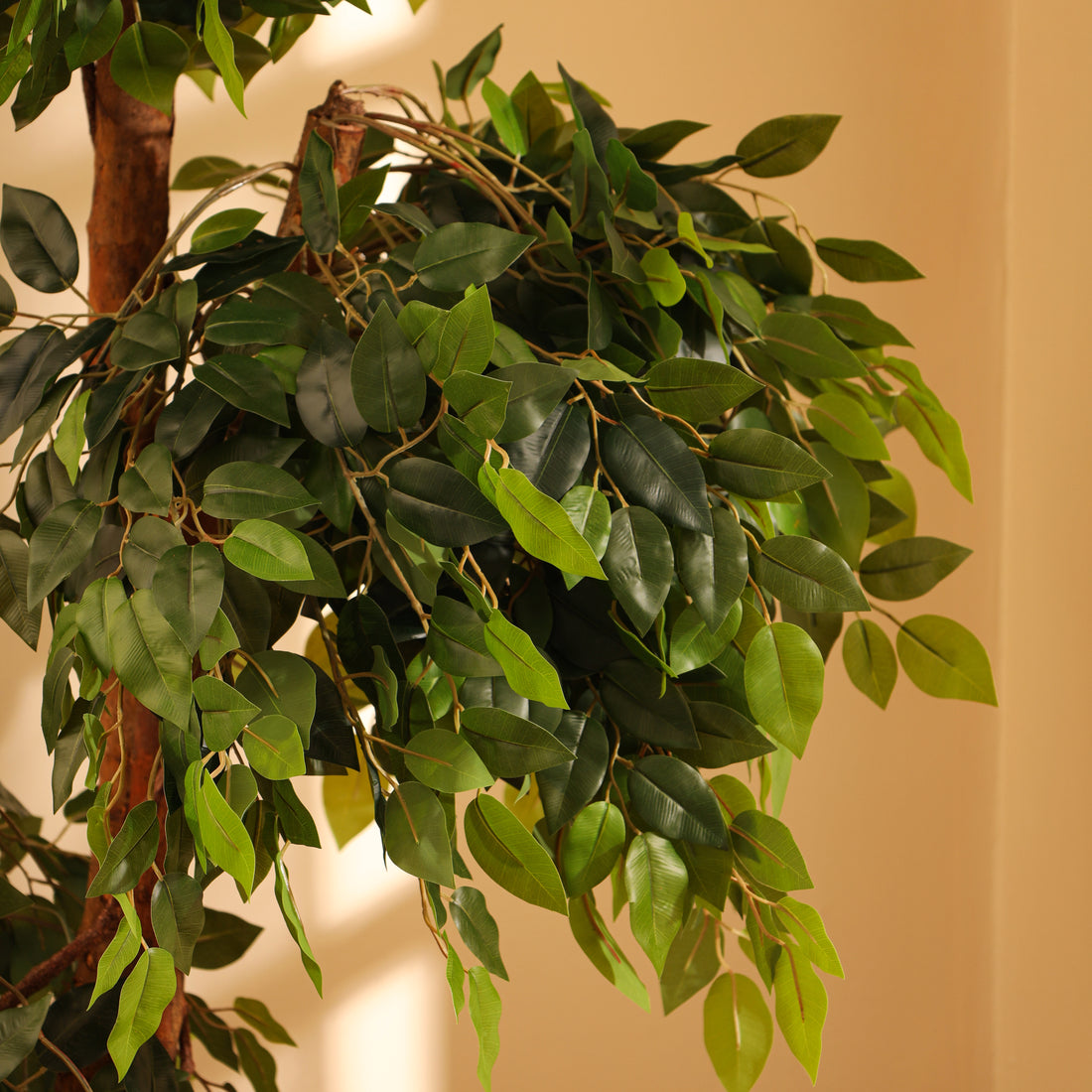 Faux Ficus Bonsai, 5.5 feet