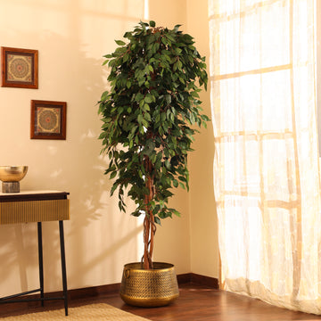 Faux Green Ficus Plant, 7 Feet