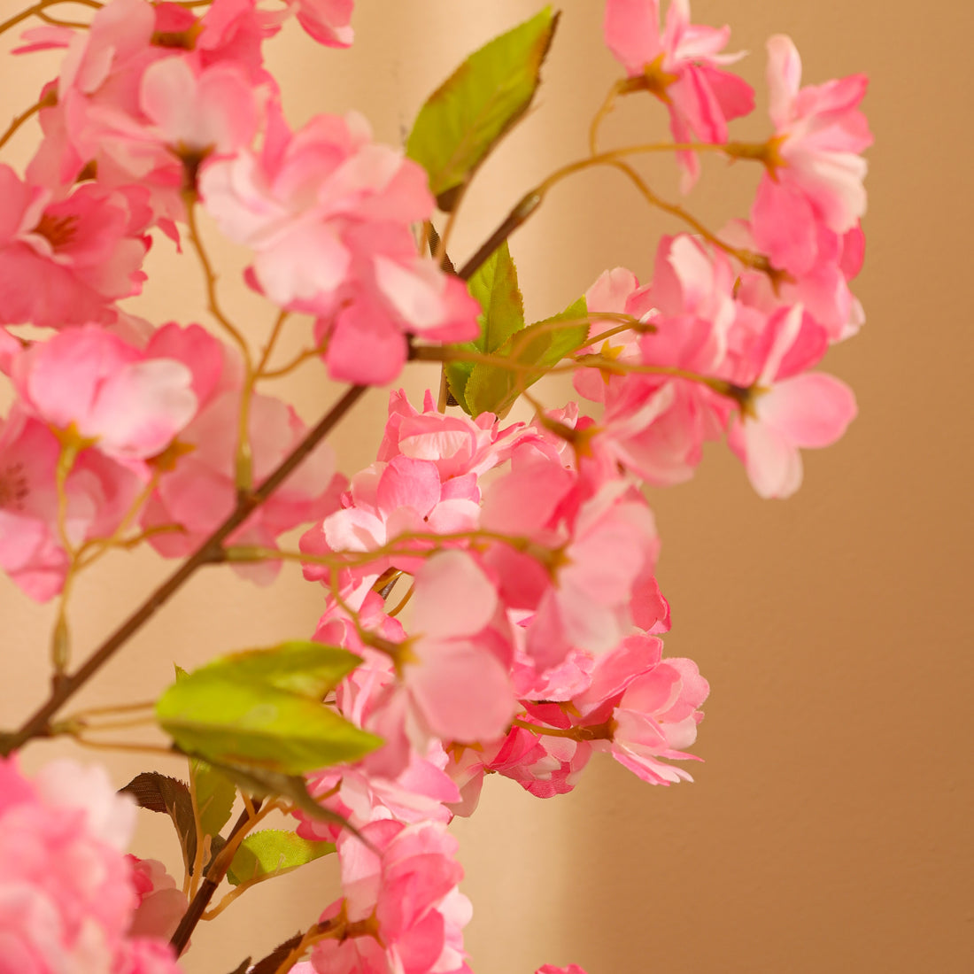 Baby Pink Cherry Blossom Tree, 4 feet