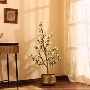 White Cherry Blossom Tree, 4 feet