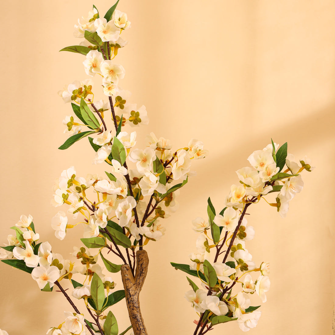 White Cherry Blossom Tree, 4 feet
