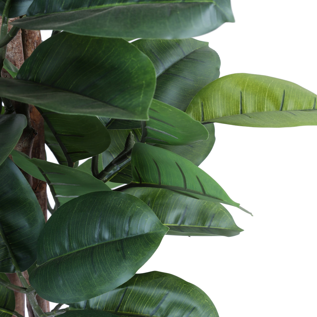 Faux Rubber Tree , 5 Feet