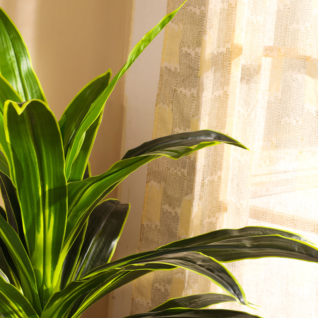 Faux Dragon Plant, 4 Feet