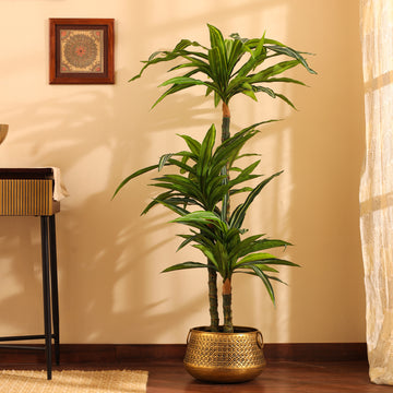 Faux Variegated Dracaena Plant, 5 feet