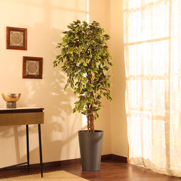 Faux Variegated Ficus Plant, 6 Feet