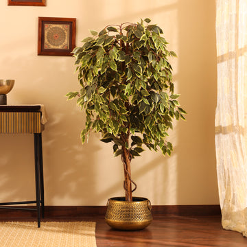 Faux Variegated Ficus Plant, 5 Feet