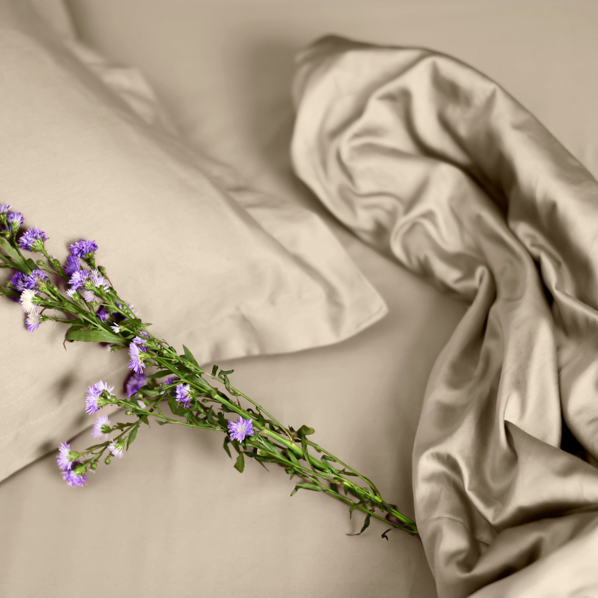 Solid 100% Organic Cotton Flat Sheet Set, Champagne